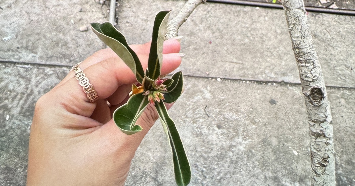 Nuốt mủ hoa sứ, 2 trẻ nhập viện cấp cứu vì ngộ độc