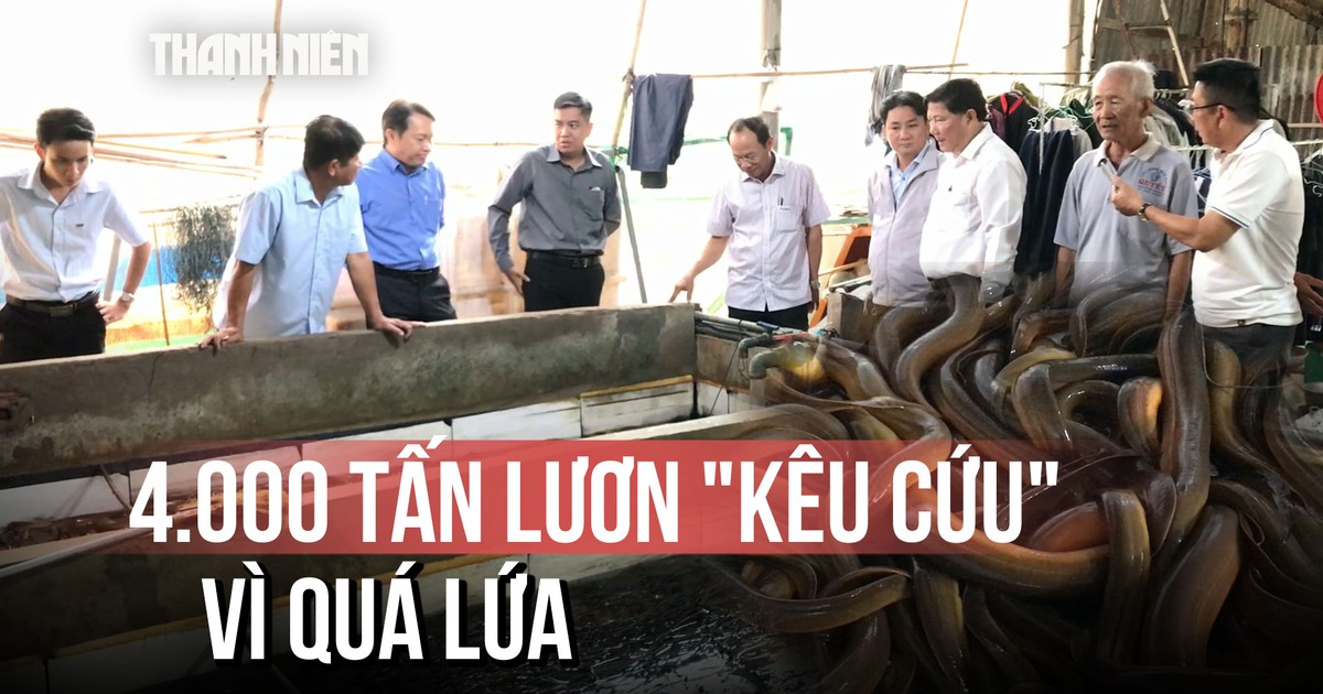 4.000 tấn lươn quá lứa, nông dân lỗ thấu xương: 'Giải cứu' như thế nào?