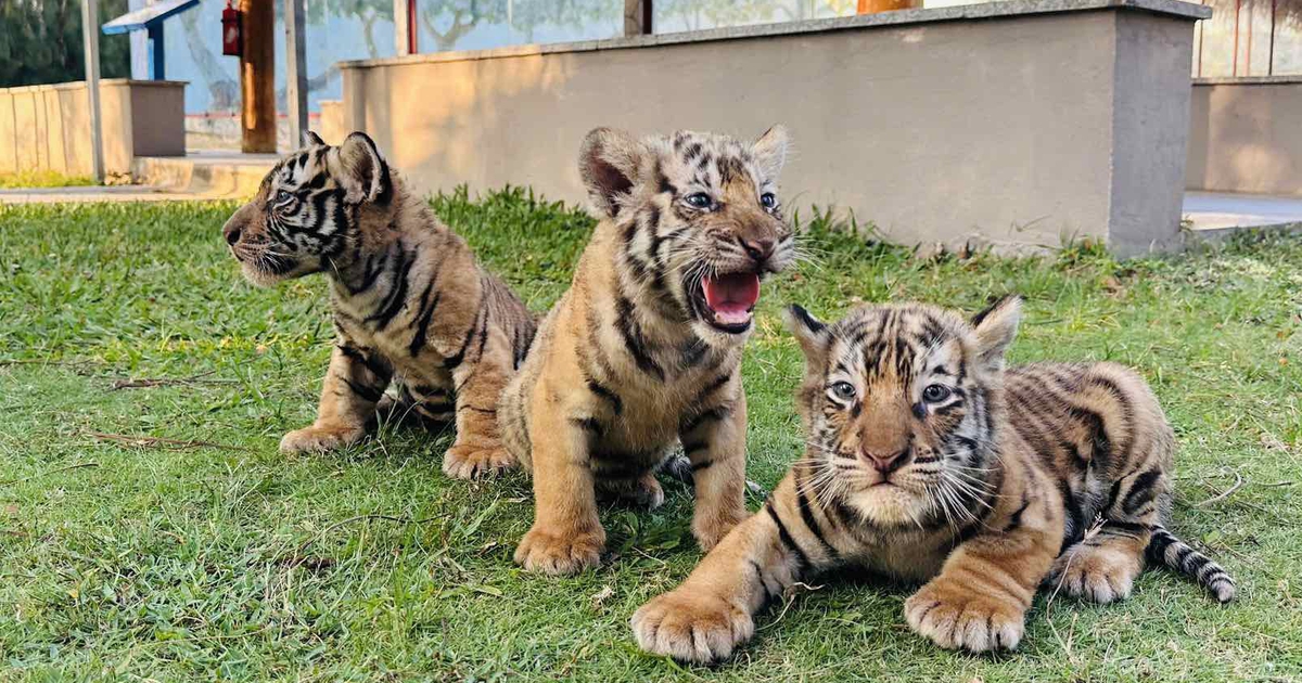 3 hổ Bengal con hơn 1 tháng tuổi gây chú ý với vẻ ngoài đáng yêu
