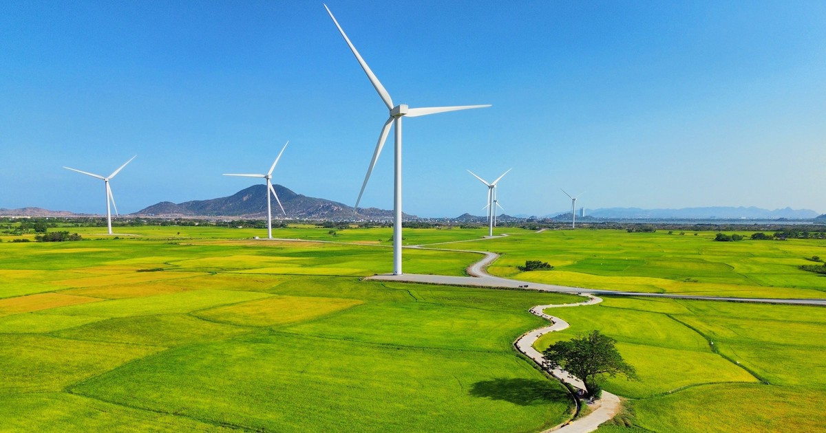 Vẻ đẹp của 'cây cô đơn' giữa cánh đồng điện gió Đầm Nại