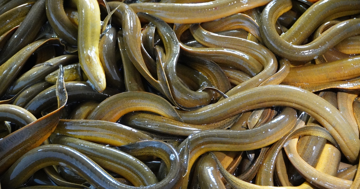 Vụ 4.000 tấn lươn quá lứa ‘kêu cứu’: Quảng bá, bán hàng đa kênh trong lúc tìm đầu ra