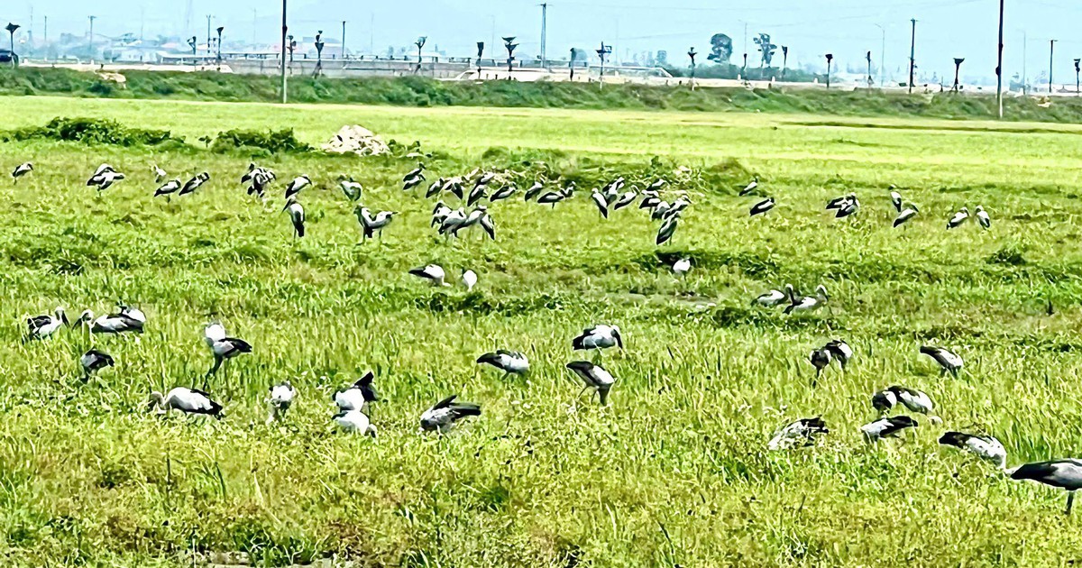 Loài chim quý hiếm trong Sách đỏ Việt Nam xuất hiện ngoài đồng, người dân tò mò