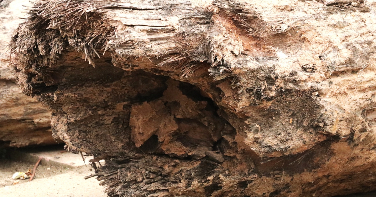 Xác định niên đại 3 cọc gỗ phát hiện dưới sông Vân