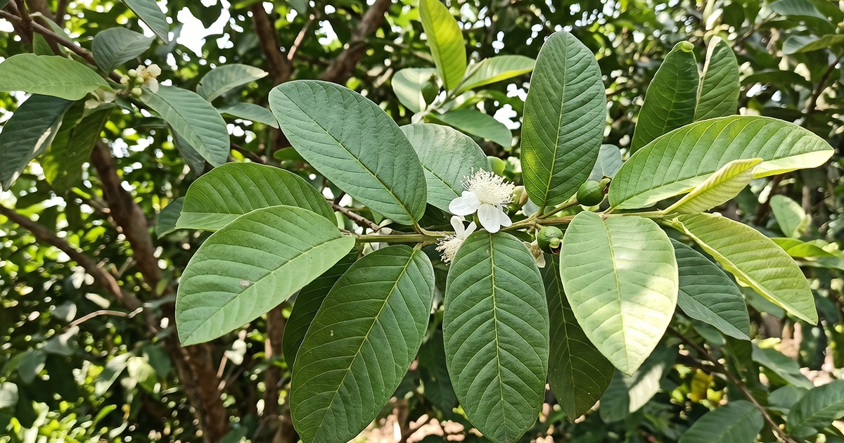 Ngày nào cũng uống nước lá ổi có tốt không?