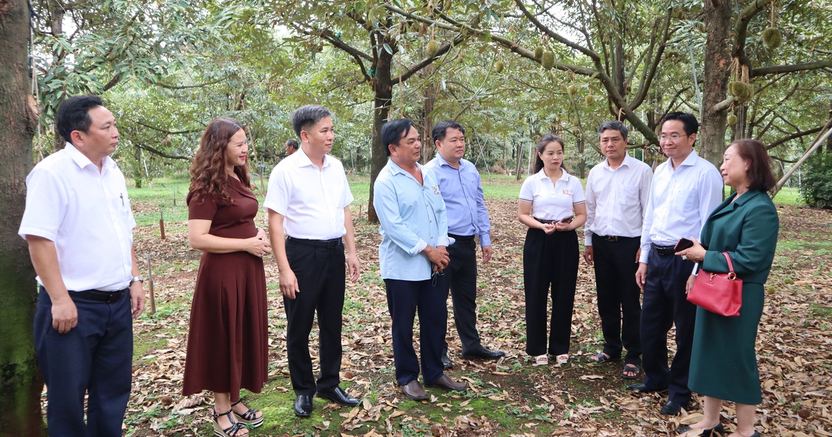 Đồng Nai: Kết nối, xây dựng chuỗi liên kết bền vững cho 'vua của các loại trái cây'