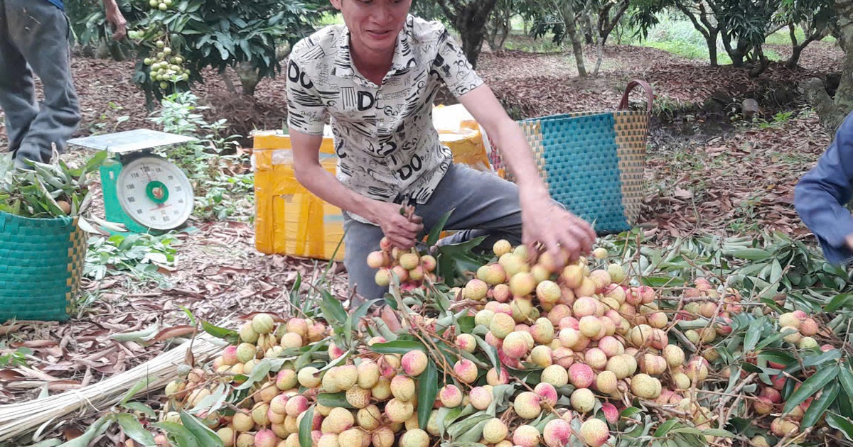 Vải mất mùa, giá đầu vụ lập đỉnh 120.000 đồng/kg