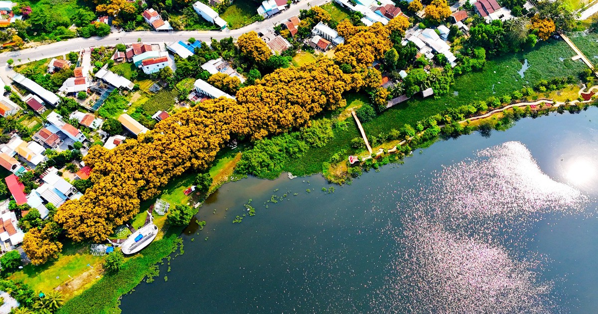 'Sắc sưa Hương Trà – Đà Nẵng 2026': Đánh thức di sản giữa sắc vàng cổ thụ