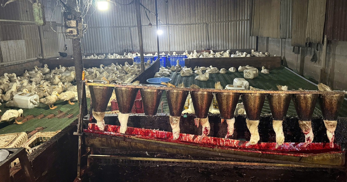 TP.HCM: Đột kích lò giết mổ gia cầm 'siêu bẩn' lúc rạng sáng