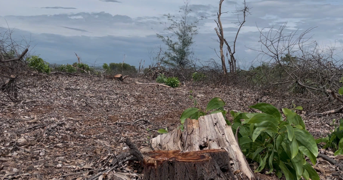 Huế: Phó chủ tịch phường bị cách tất cả chức vụ vì vụ bán rừng phòng hộ