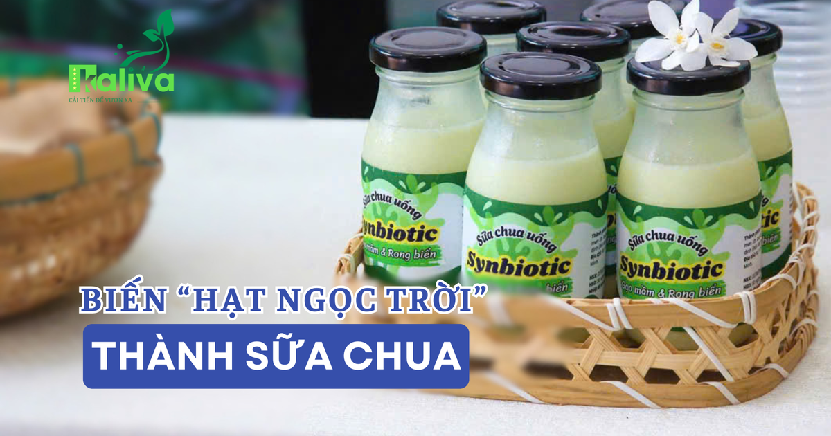 Cùng sống xanh số 145: Khi sinh viên biến 'hạt ngọc trời' thành sữa chua