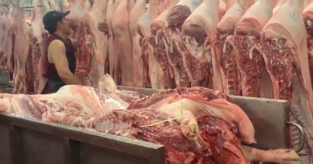 Giá heo hơi hôm nay 24.4.2026: Rục rịch tăng trước lễ