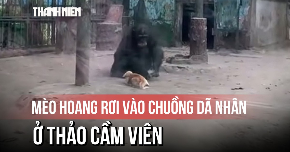 Mèo hoang rơi vào chuồng dã nhân ở Thảo Cầm Viên, được giải cứu an toàn