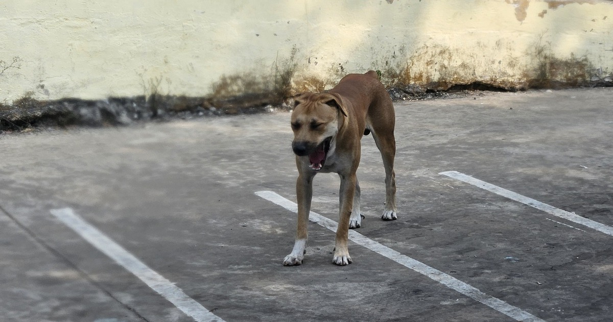 Thả rông chó gây chết người, chủ nuôi có thể bị truy cứu trách nhiệm hình sự