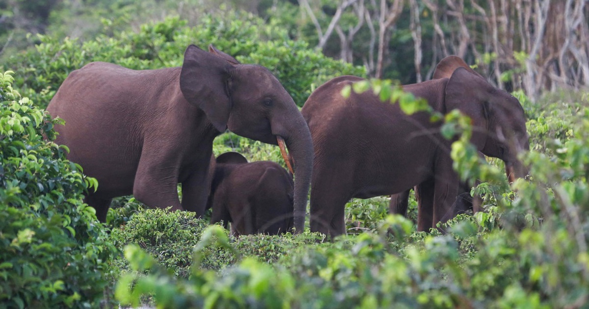 Triệu phú Mỹ đi săn thú bị voi giẫm chết