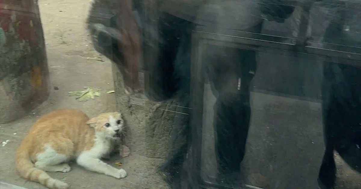 Chuyện lạ tại Thảo Cầm Viên: Mèo rơi vào chuồng dã nhân được giải cứu