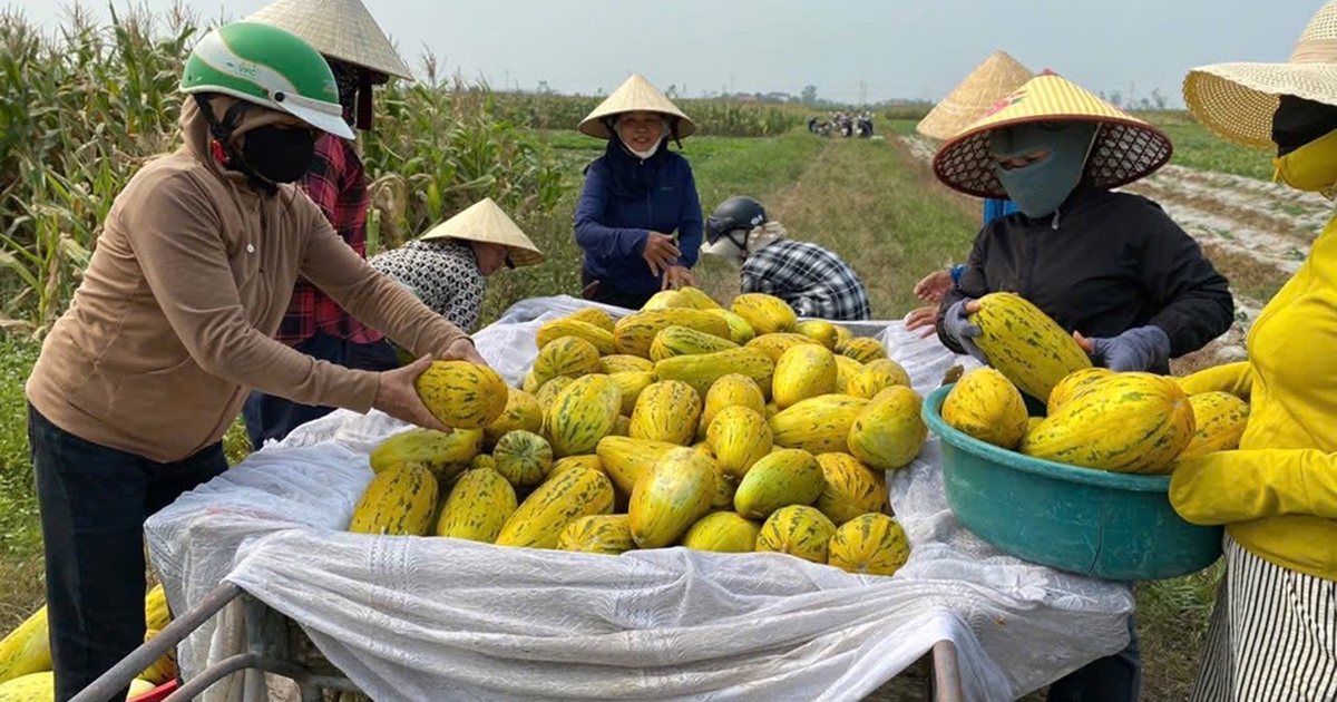 Chung sức bán 10 tấn dưa giúp người phụ nữ bị gãy chân