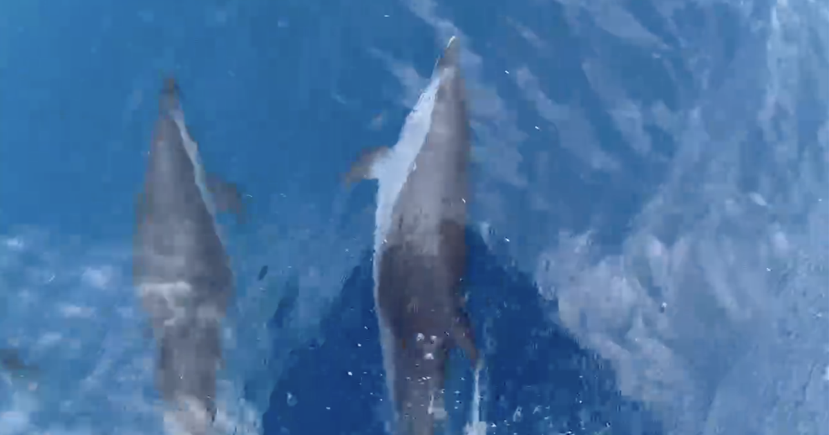 Khoảng 100 con cá heo xuất hiện tại biển Quy Nhơn, ngư dân nói ‘điềm lành’