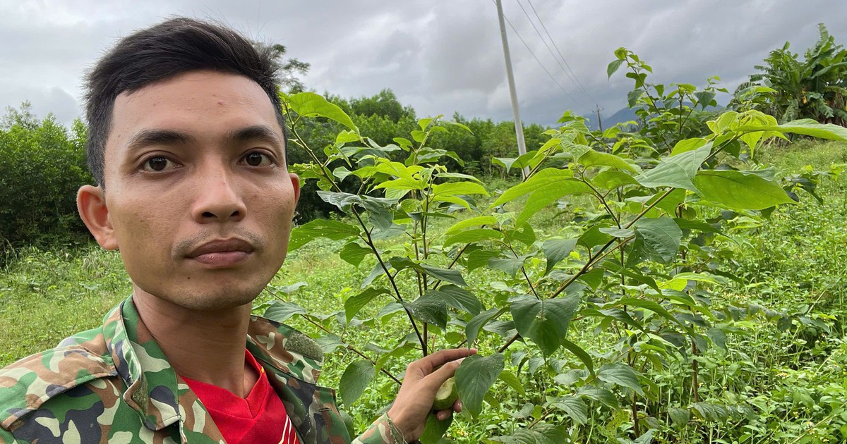 6 năm gây dựng mô hình dược liệu trên đất đồi Quảng Ngãi