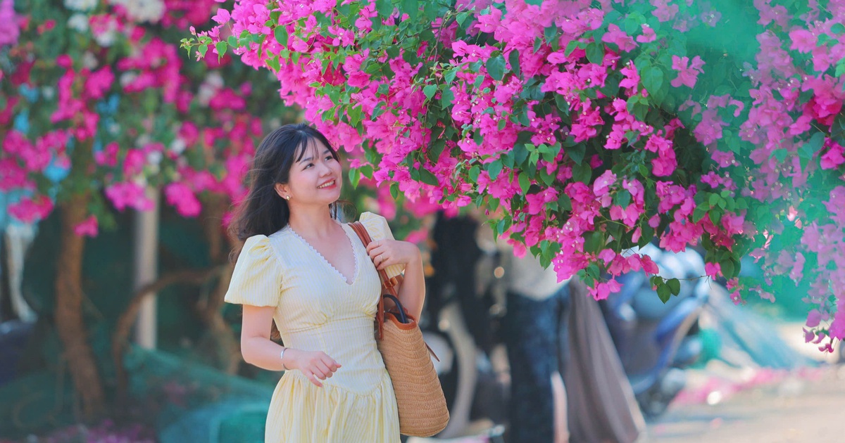 'Đường hầm' hoa giấy rực rỡ dài 300 m ở Nha Trang, khách kéo đến check-in