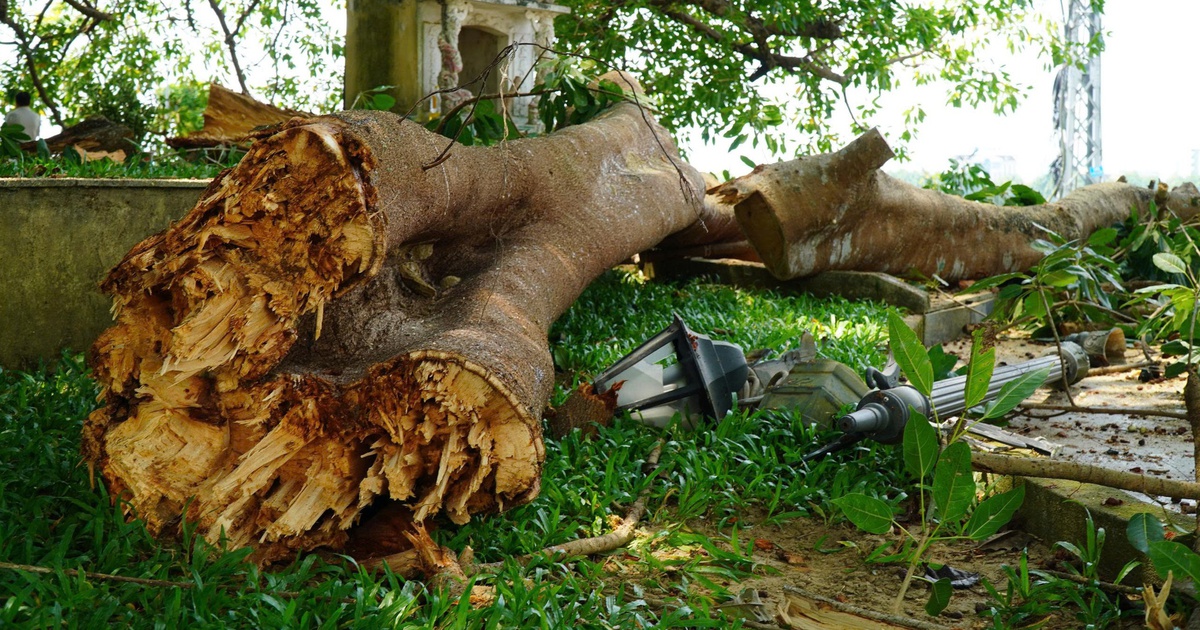 Nhánh cây đa di sản trăm tuổi gãy đổ, hàng chục người bên dưới hoảng hốt