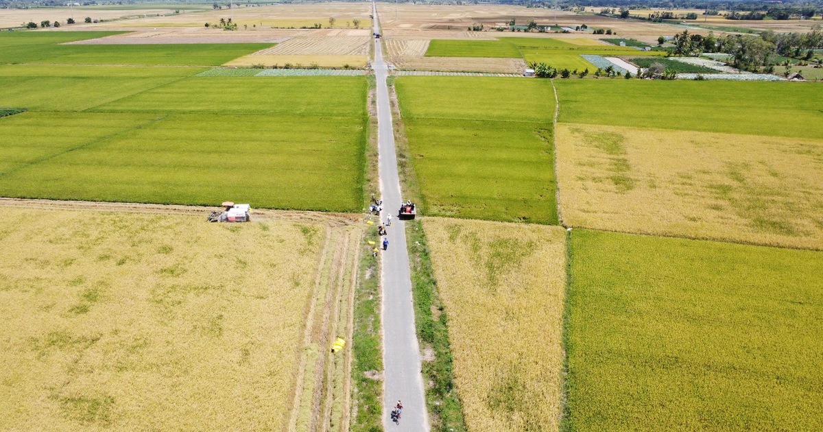 'Chứng thư' đặc biệt của loại gạo 3 lần ngon nhất thế giới