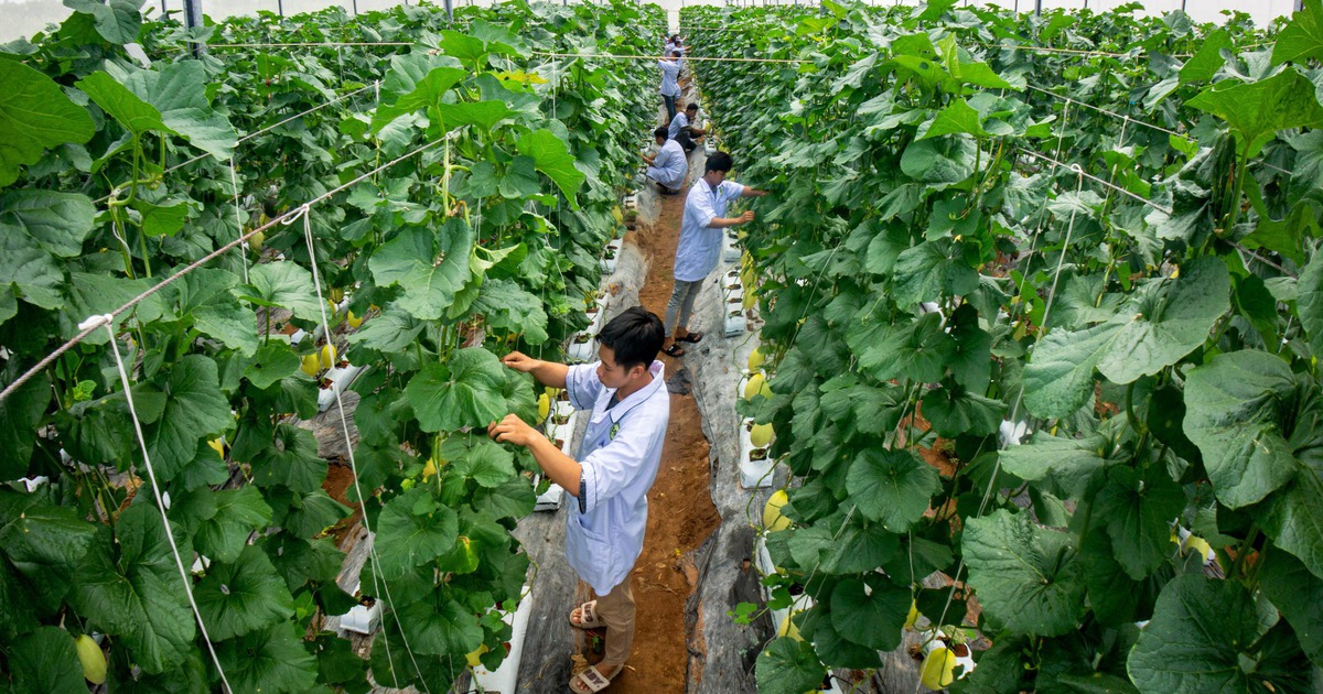 Vĩnh Long định hình phát triển nông nghiệp xanh và năng lượng mới
