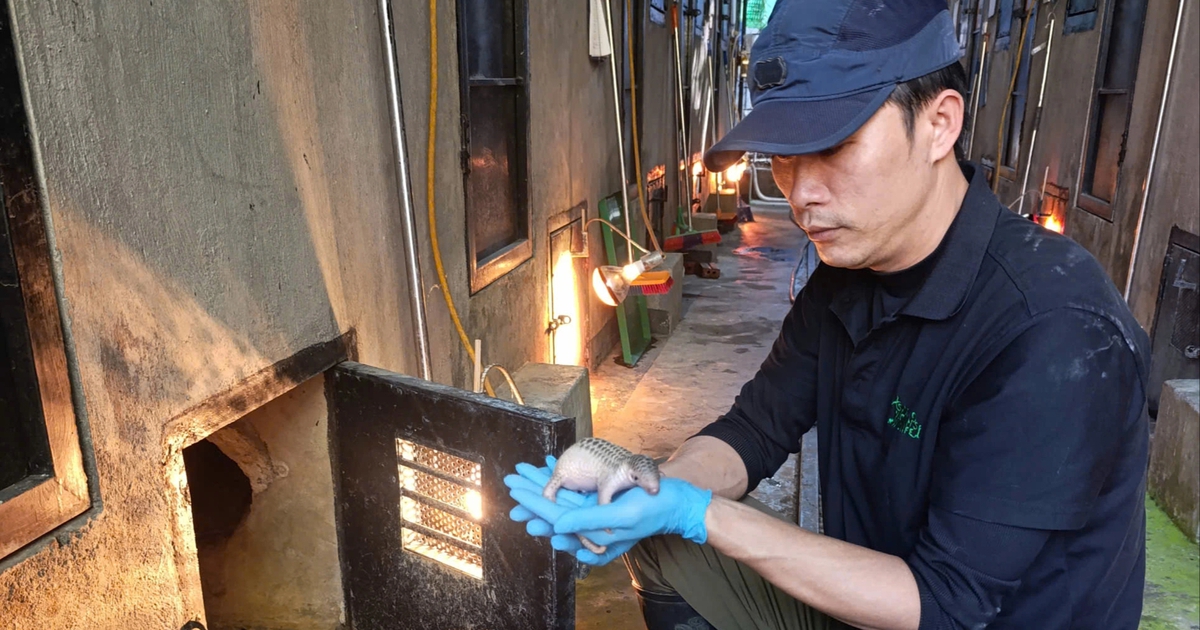 Người đàn ông 7 năm cứu hộ hổ, tê tê, rái cá… vì trót yêu thiên nhiên