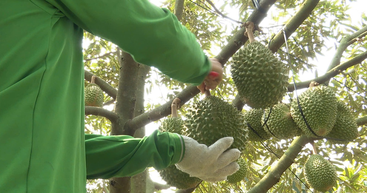 Phòng test đóng cửa, giá sầu riêng chạm đáy