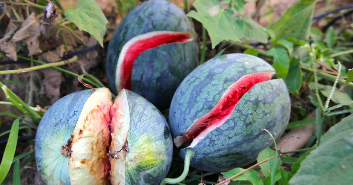 Dưa hấu giá rẻ chỉ 3.000 đồng/kg, nông dân Quảng Trị 'đứng ngồi không yên'