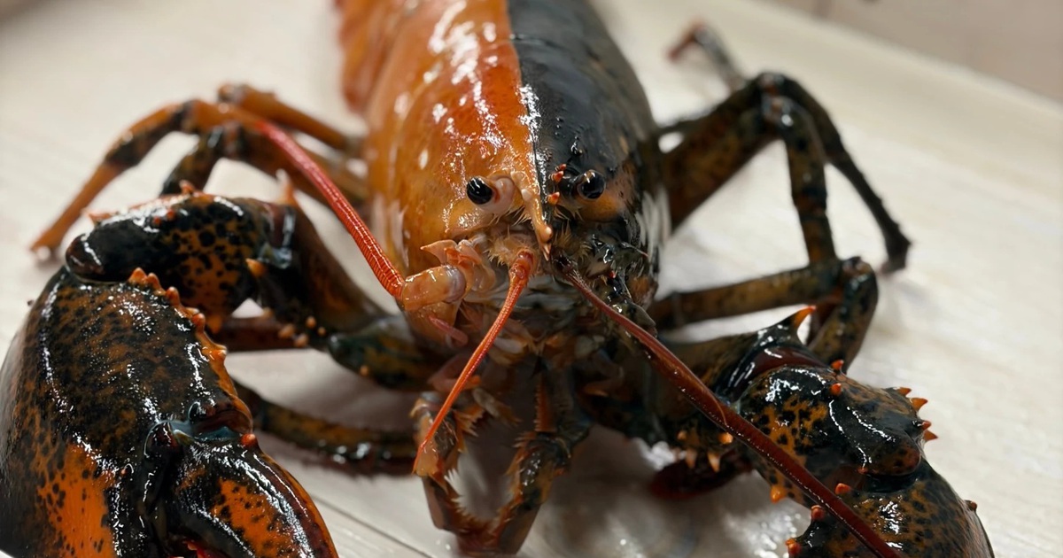 Phát hiện tôm hùm hai màu siêu hiếm tại Mỹ