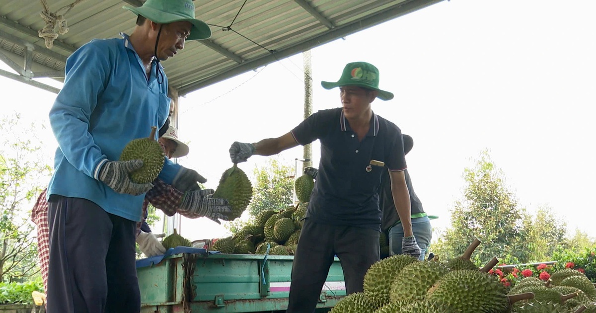 Nguyên nhân sầu riêng rớt giá mạnh