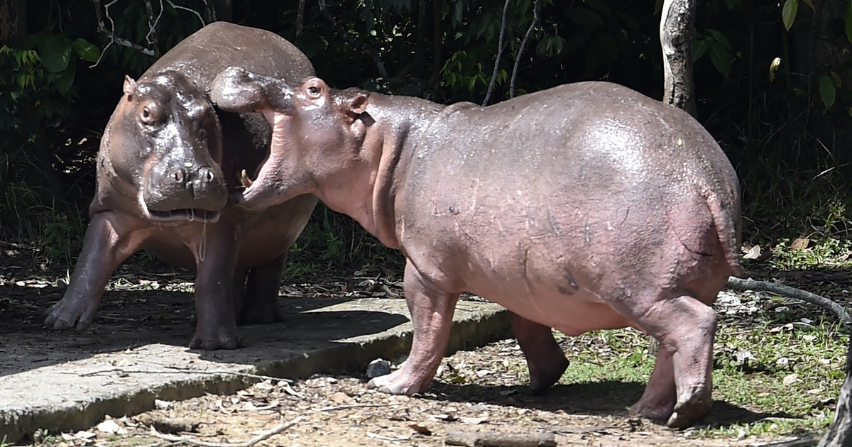 Con trai tỉ phú Ấn Độ muốn nuôi đàn hà mã của trùm ma túy Pablo Escobar