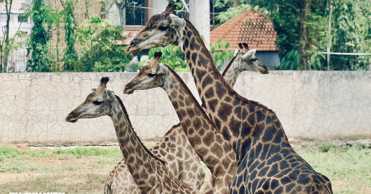 'Lễ thành hôn' hươu cao cổ ở Thảo Cầm Viên: Làm sao biết chúng kết nhau?