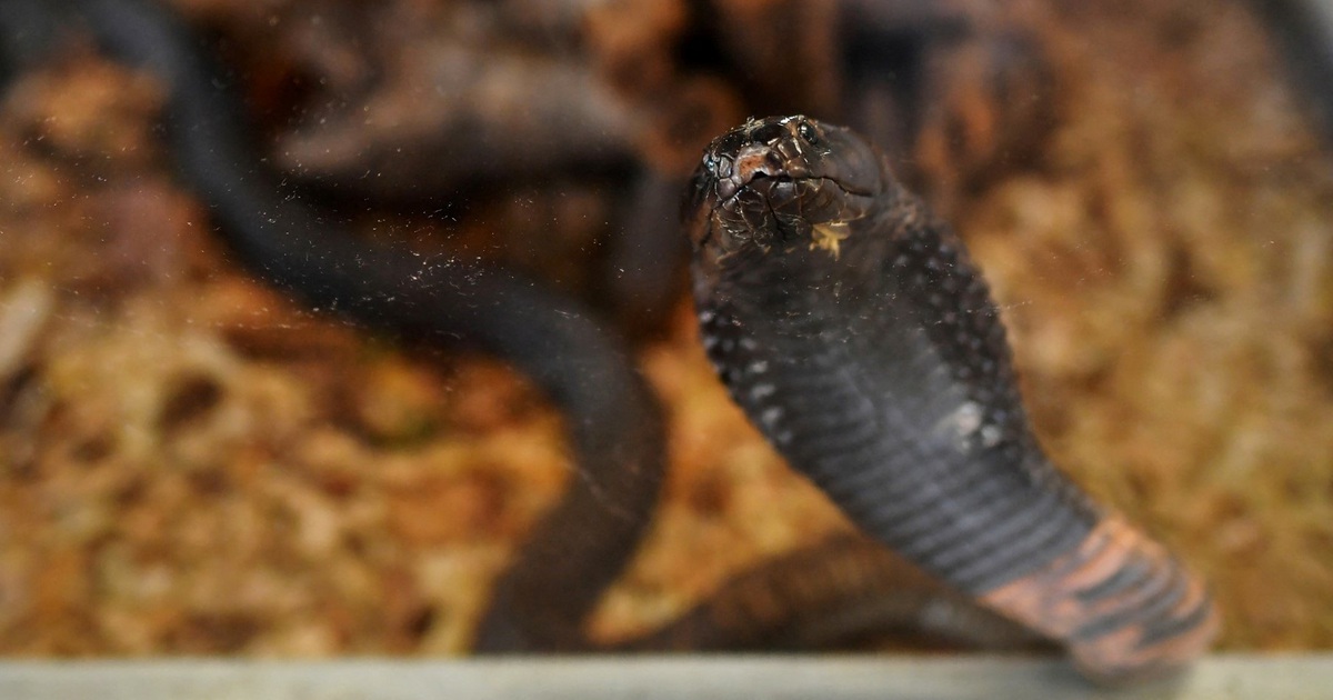 Rắn bò vào quần, cắn chết du khách Đức tại Ai Cập