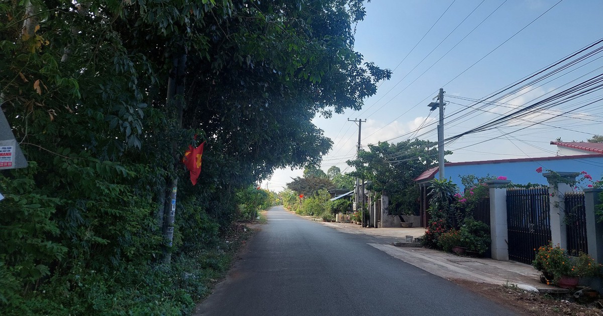 Cây xanh xòe tán ra đường