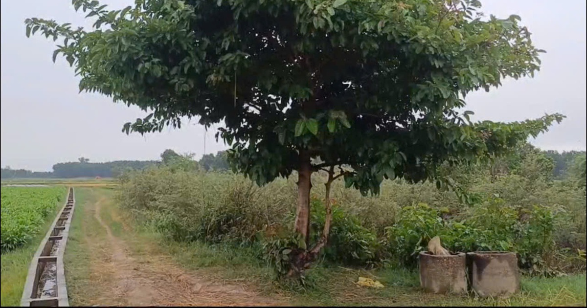 Người đàn ông bị sét đánh tử vong khi đang chở lúa ngoài đồng