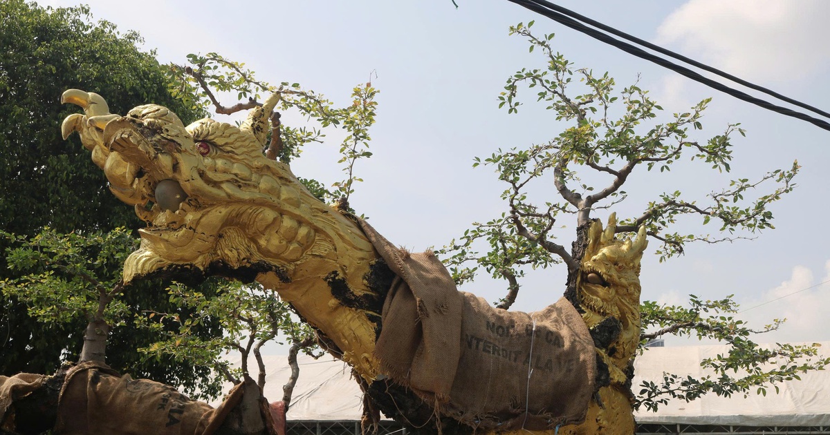 Cây cảnh giá tiền tỉ, dáng độc lạ hút khách tại festival ở TP.HCM