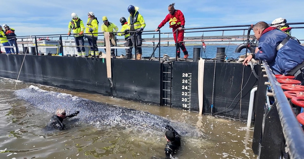 Giải cứu cá voi 12 tấn mắc cạn hơn một tháng tại Đức