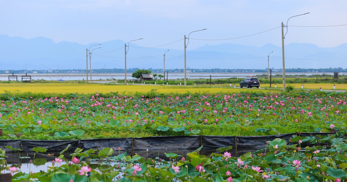 Hồ sen trước một ngôi làng ven biển ở Huế đẹp như tranh