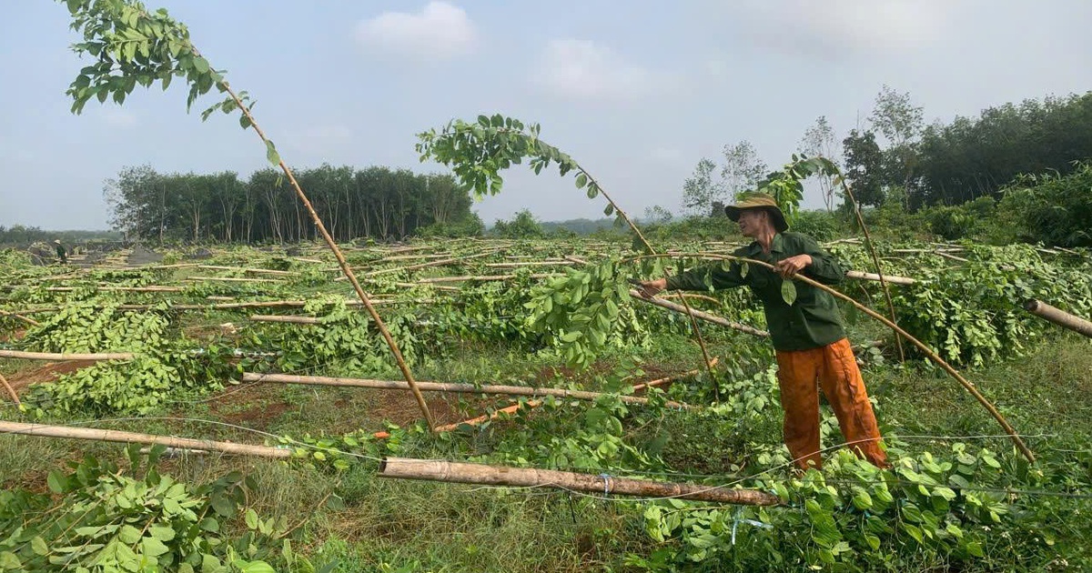 Mưa lớn ở Đồng Nai kèm lốc xoáy làm gãy đổ 2.800 trụ tiêu, sầu riêng