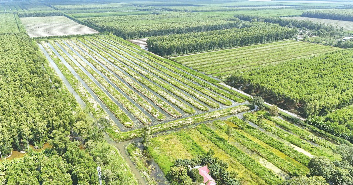 U Minh Hạ bứt tốc từ cây giống, mở lối kinh tế rừng bền vững