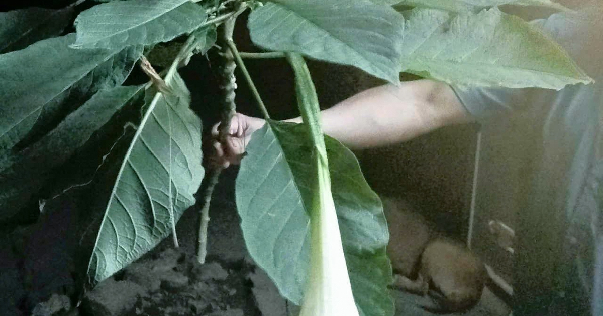 Nghệ An: Ăn rau rừng, 3 người nhập viện cấp cứu