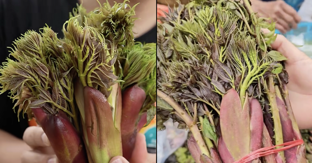 Rau mầm gai là gì mà gây sốt mạng, nhiều người ở TP.HCM tìm mua không có?