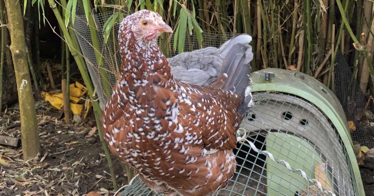 Bùng phát nhiễm khuẩn Salmonella trên nhiều bang Mỹ