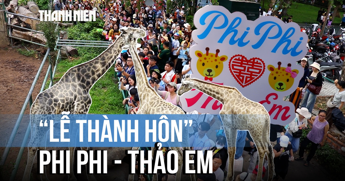 Độc lạ ‘đám cưới’ hươu cao cổ ở Thảo Cầm Viên: Sính lễ toàn bắp, rau và lá cây