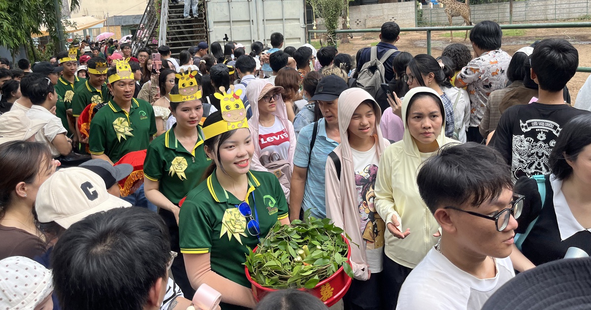 Xem hươu cao cổ 'làm đám cưới': Đông kín người tại Thảo Cầm Viên Sài Gòn
