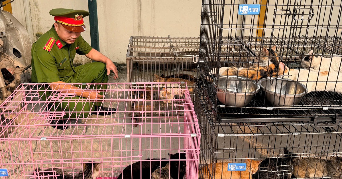 Bắt nhóm trộm mèo ở Hà Nội
