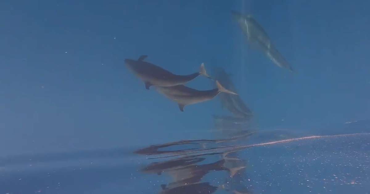 Hiện tượng hiếm gặp: C&aacute; voi vờn s&oacute;ng, ph&ocirc; diễn sống động ở Ph&uacute; Qu&yacute;