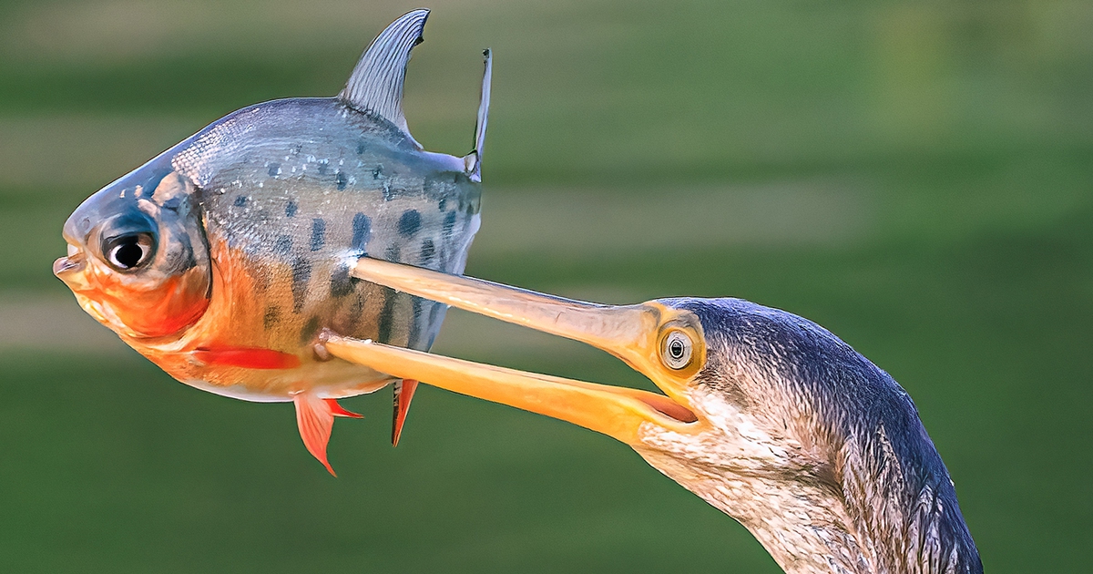 Chim trong Sách đỏ săn mồi trên mặt nước ở TP.HCM: Khoảnh khắc chỉ diễn ra vài giây