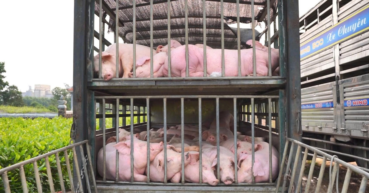 Chặn xe tải chở 100 con heo nhiễm dịch tả châu Phi tại trạm cân